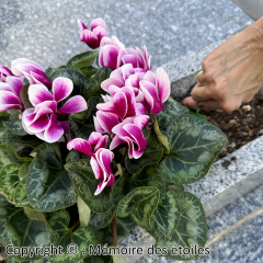 etapes_12_re-planter_fleurs_jardiniere