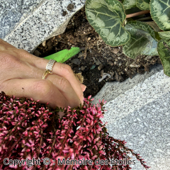 etapes_13_re-planter_fleurs_jardiniere