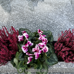 etapes_14_re-planter_fleurs_jardiniere
